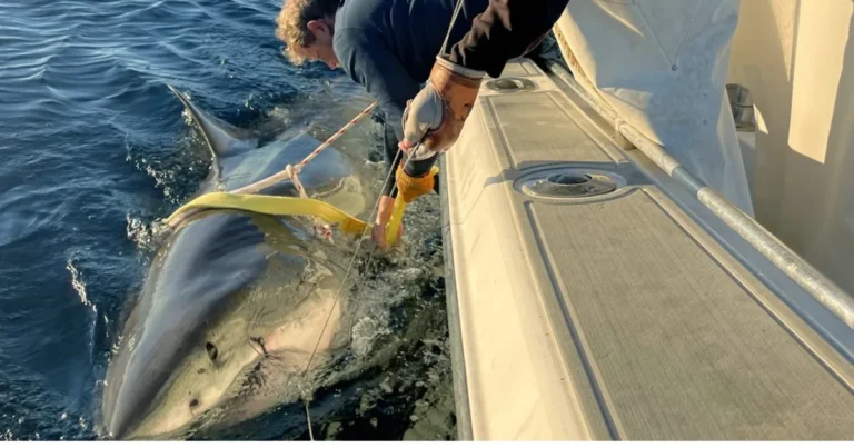 contender largest tagged great white shark detected near nantucket massachusetts